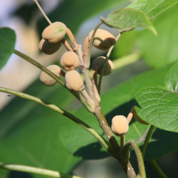 Paulownia fortunei fast blue®