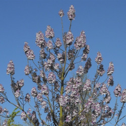 Paulownia fortunei fast blue®