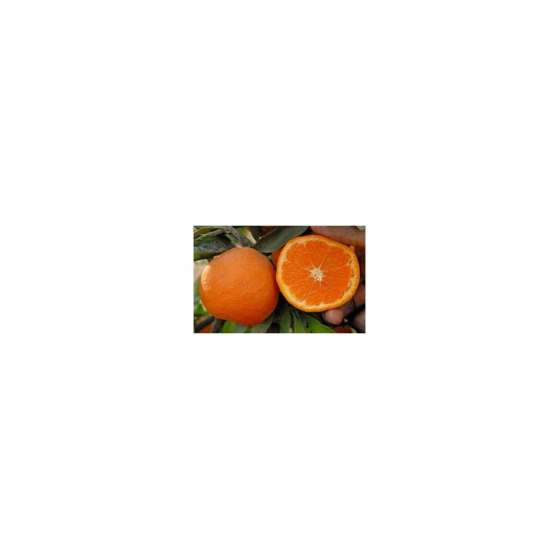 Citrus unshiu miyagawa (nucellar)