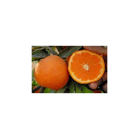 Citrus unshiu miyagawa nucellaire