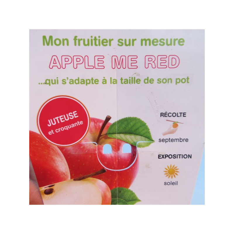 Pommier nain apple me red