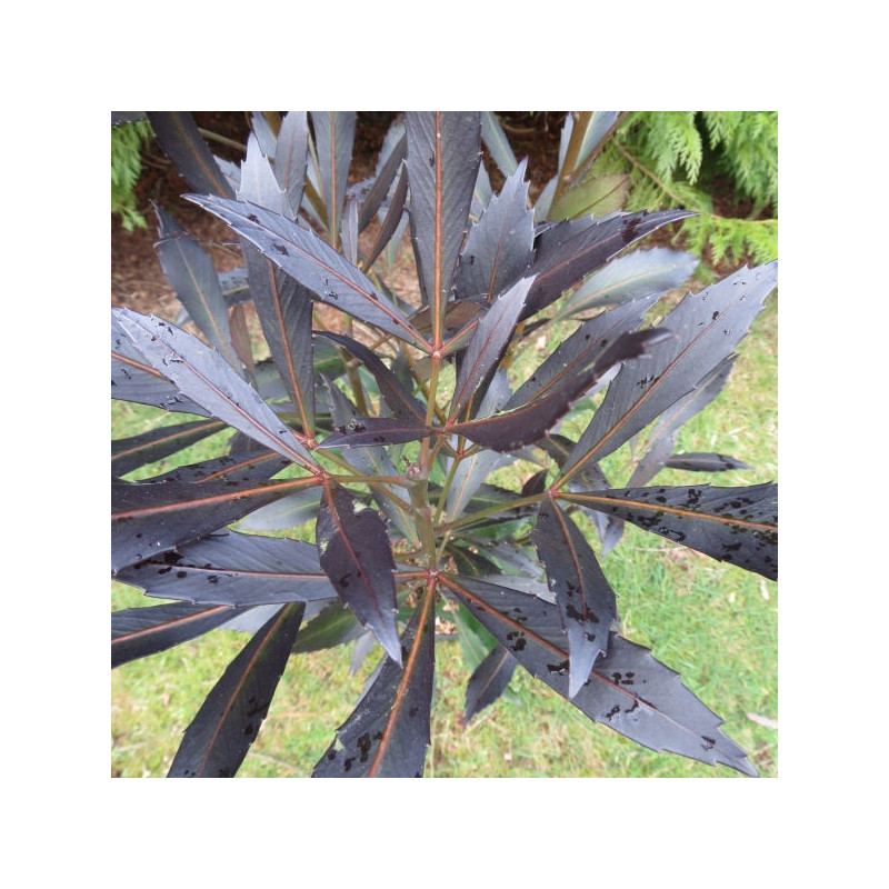 Pseudopanax dark star