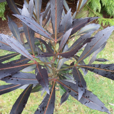 Pseudopanax dark star