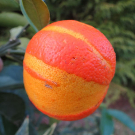 Citrus aurantium virgatum