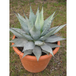 Agave neomexicana