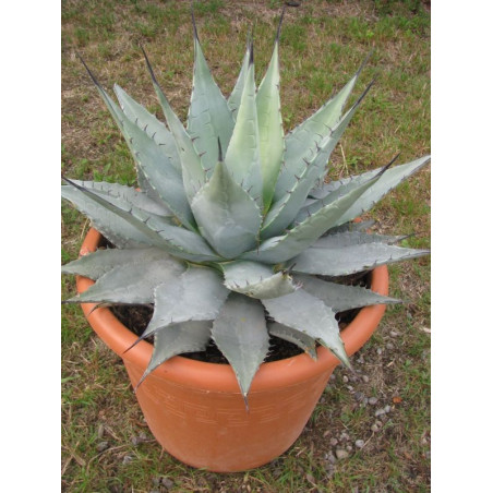 Agave neomexicana