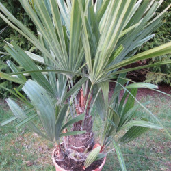 Rhapidophyllum hystrix 5 l