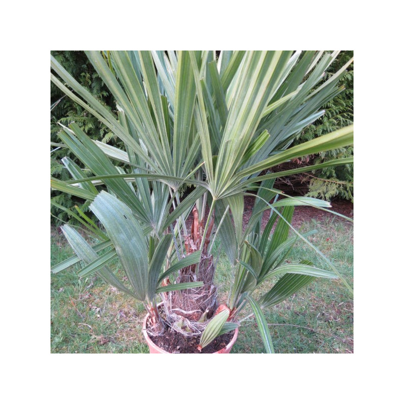 Rhapidophyllum hystrix 5 l