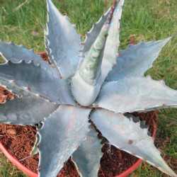 Agave montana blue ocean