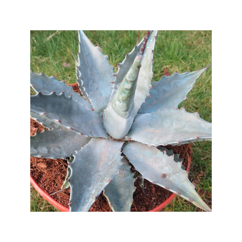 Agave montana blue ocean