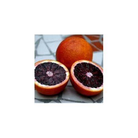 Citrus sinensis fragola