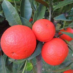 Citrus clementina rubino