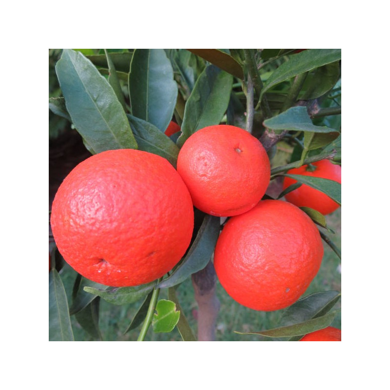 Citrus clementina rubino