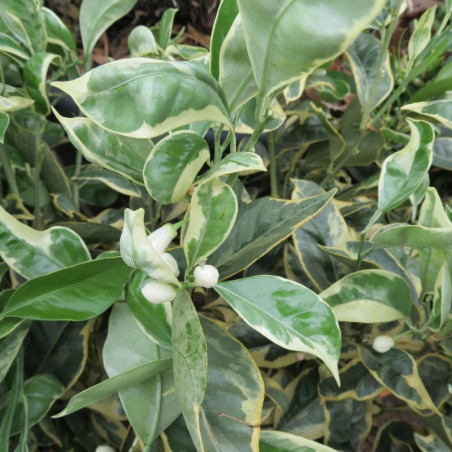 Citrus sinensis variegata