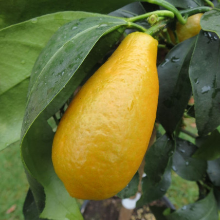 Citrus fortunella margarita maxima