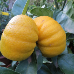 Citrus limon mellarosa