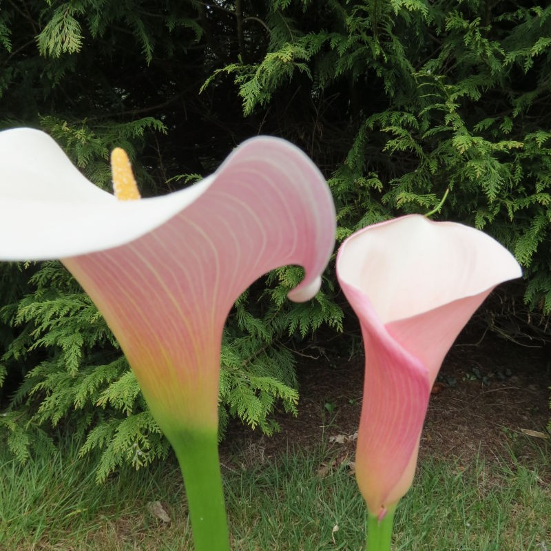 Zantedeschia aethiopica 'flamingo', arum rose