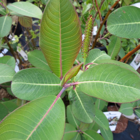 Salix magnifica