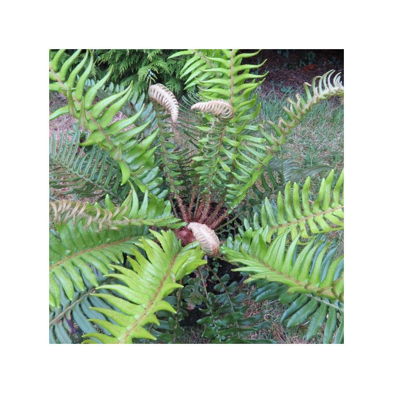 Blechnum palmiforme