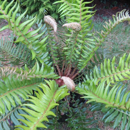 Blechnum palmiforme