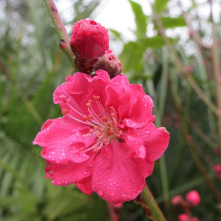 Prunus persica taoflora® red