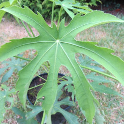 Fatsia polycarpa