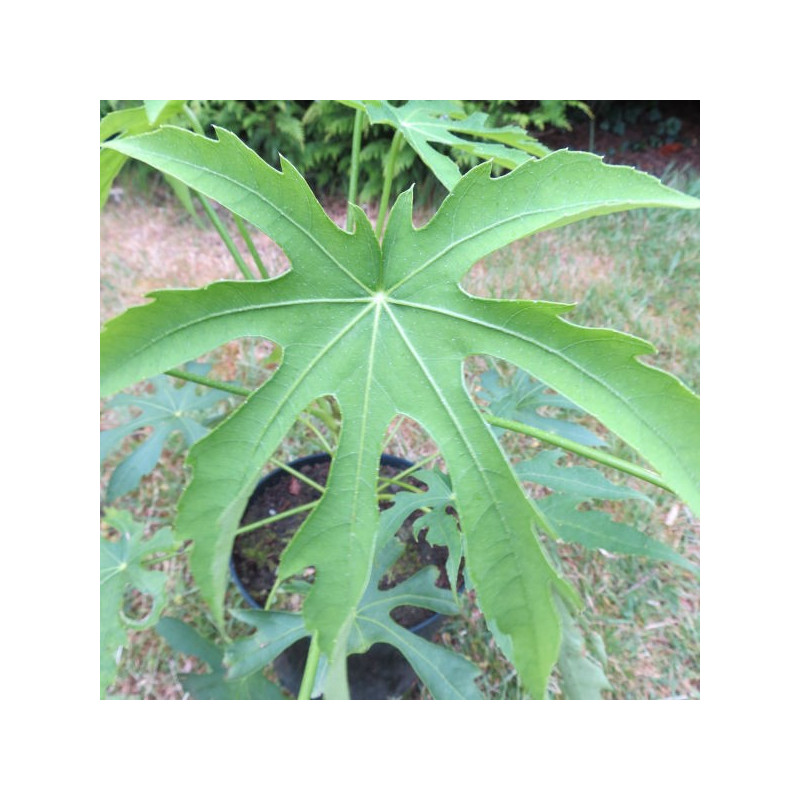 Fatsia polycarpa