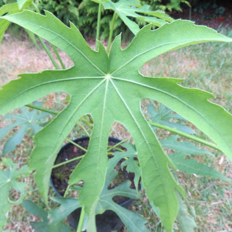 Fatsia polycarpa