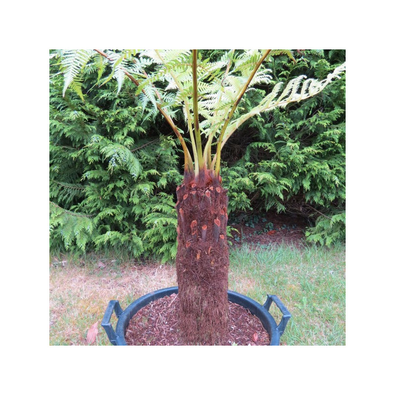 Dicksonia sellowiana Dicksonia sellowiana
