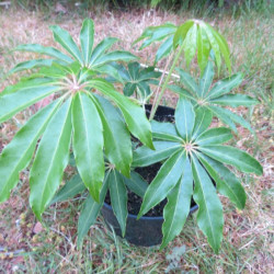 Schefflera taiwaniana