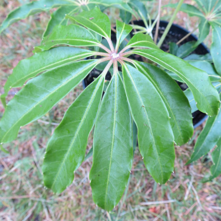 Schefflera taiwaniana