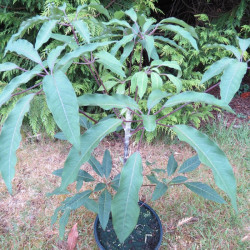 Schefflera brevipedicellata