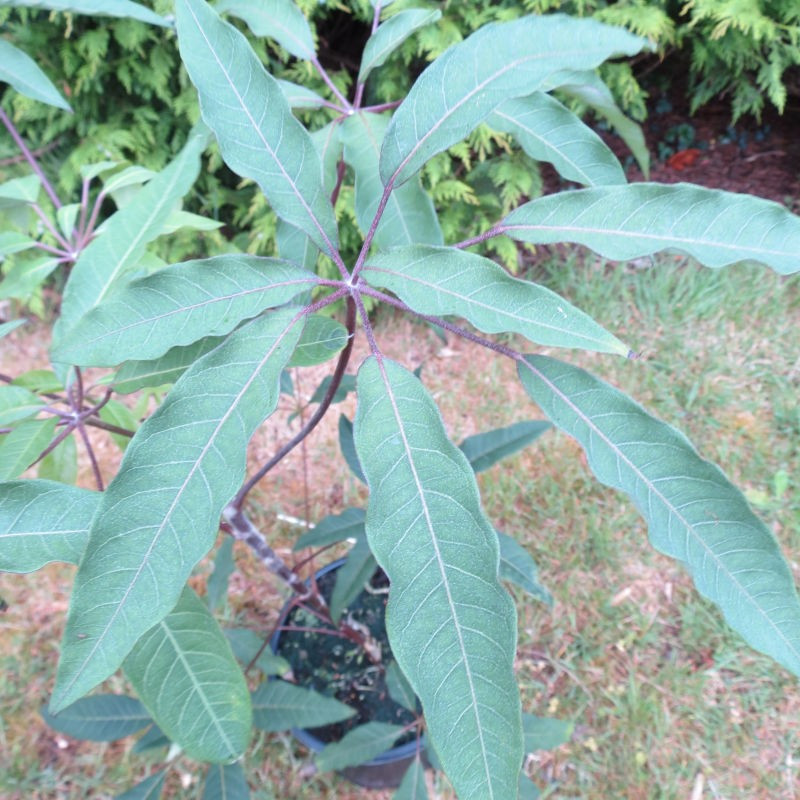 Schefflera brevipedicellata