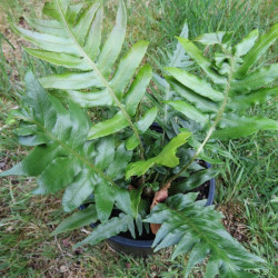 Blechnum magellanicum