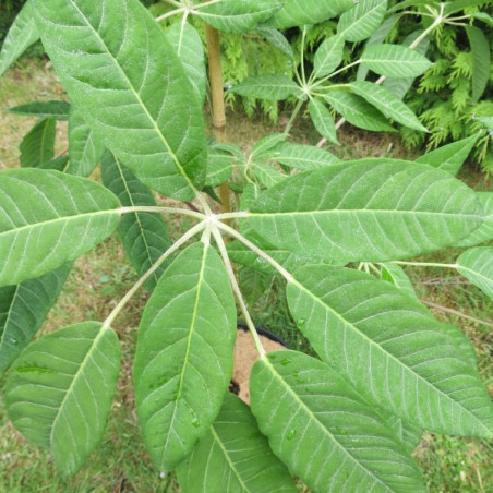 Schefflera hoï