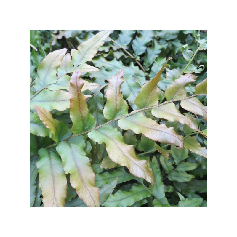 Blechnum novae-zelandiae