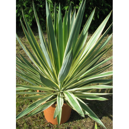 Yucca gloriosa variegata