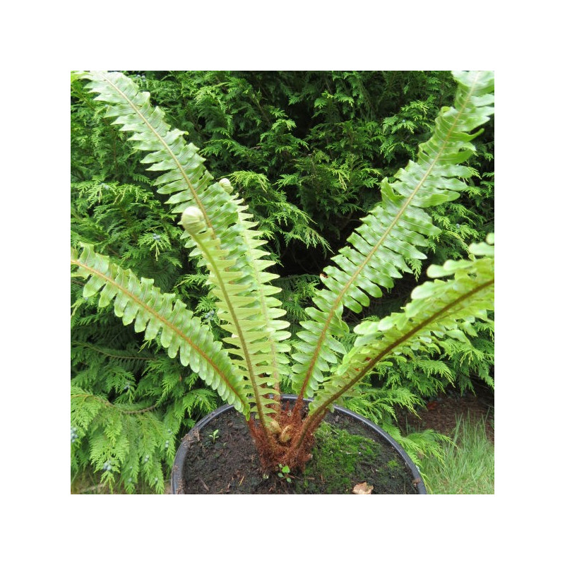 Blechnum discolor