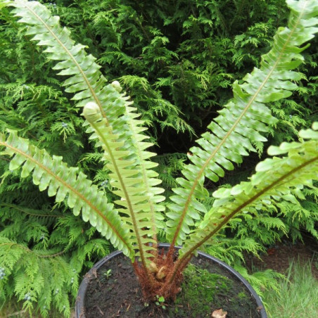 Blechnum discolor