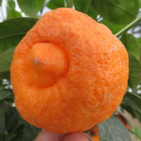 Citrus otaitensis