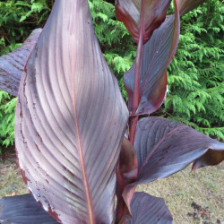 Canna tropicanna® black