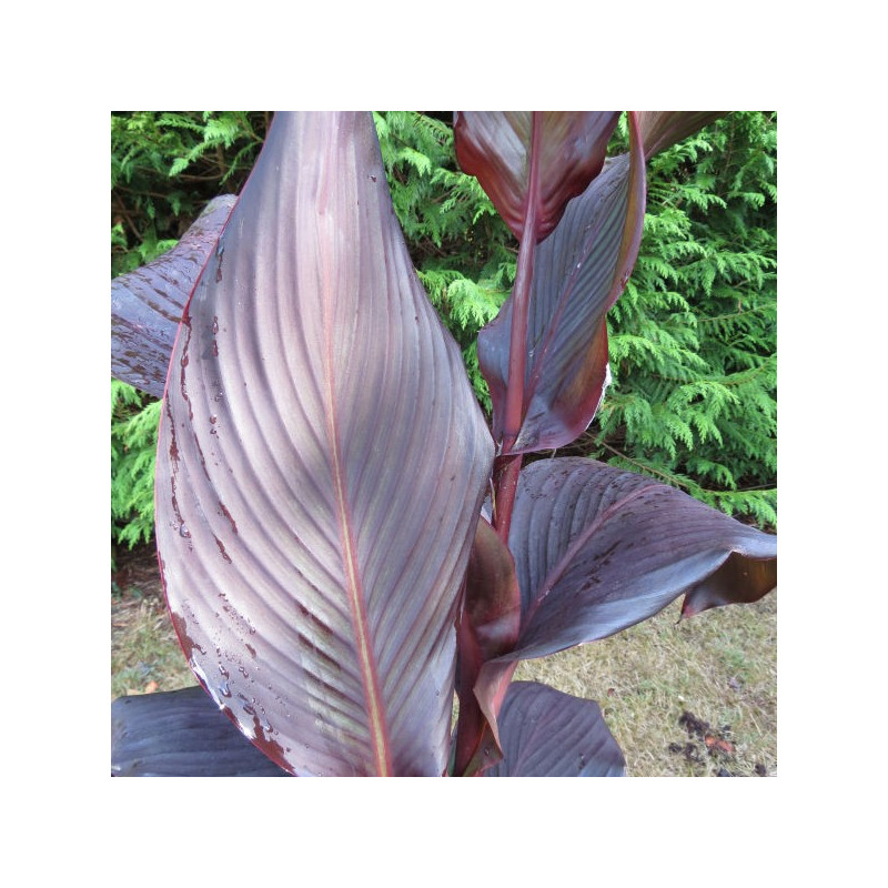 Canna tropicanna® black