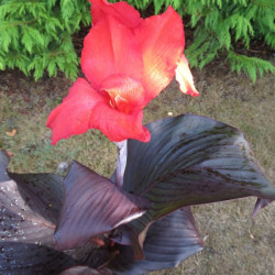 Canna tropicanna® black