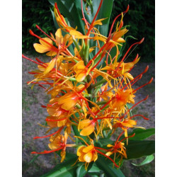 Hedychium coccineum 'Tara'