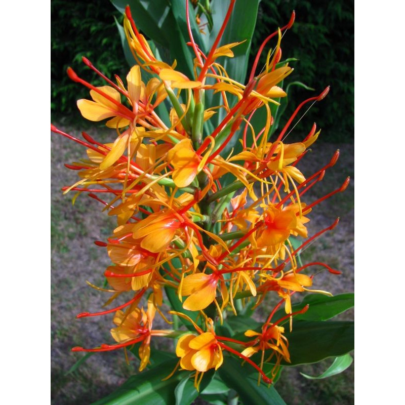 Hedychium coccineum 'Tara'