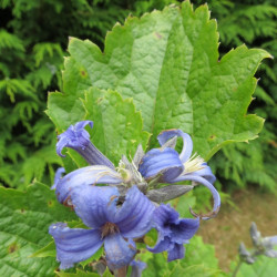 Clematis heracleifolia new love