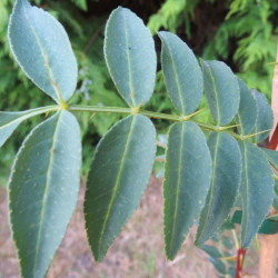 Zanthoxylum piperitum