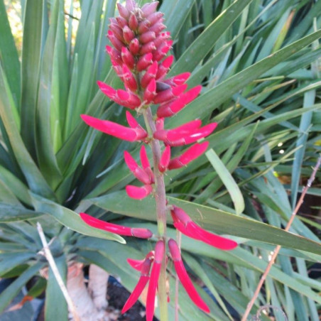 Erythrina falcata