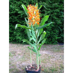 Hedychium coccineum 'Tara'