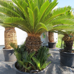 Cycas revoluta 70 l